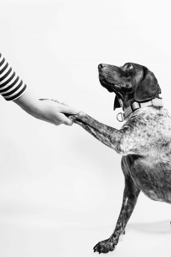 grayscale photo of person and dog holding hands