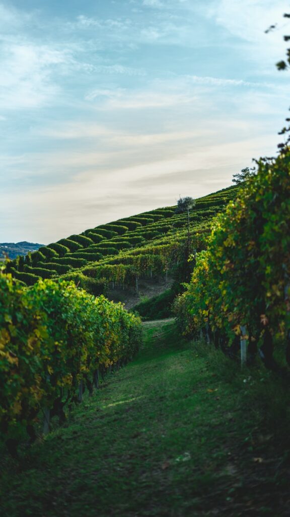 Savoring Langhe: Wine, Castles & Unforgettable Vistas tour experience