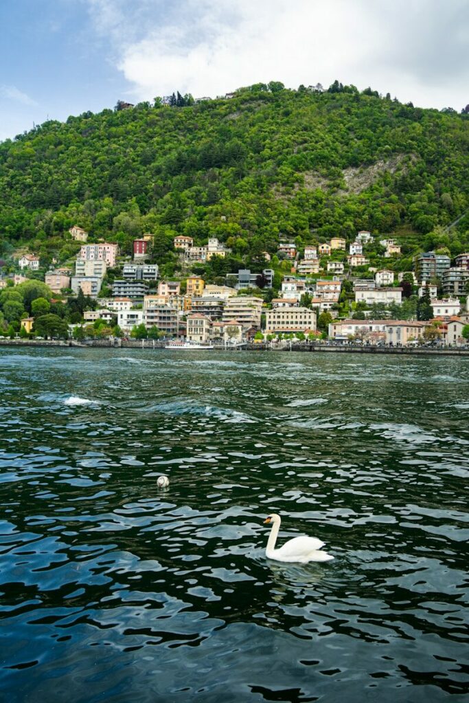 A swan swimming in a lake with a city in the background